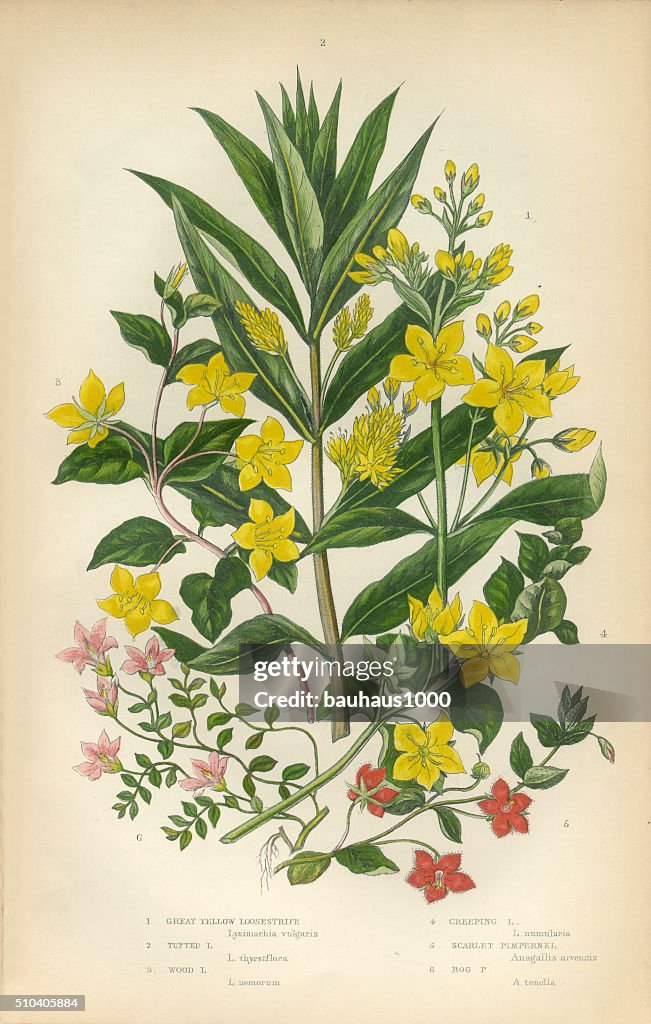 Loosestrife, Lythrum salicaria, Lythrum, Victorian Botanical Illustration