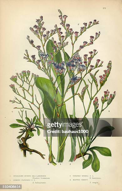 lavendel, meer, lavendel, lavandula, minze, viktorianischen botanischen illustrationen - botany stock-grafiken, -clipart, -cartoons und -symbole