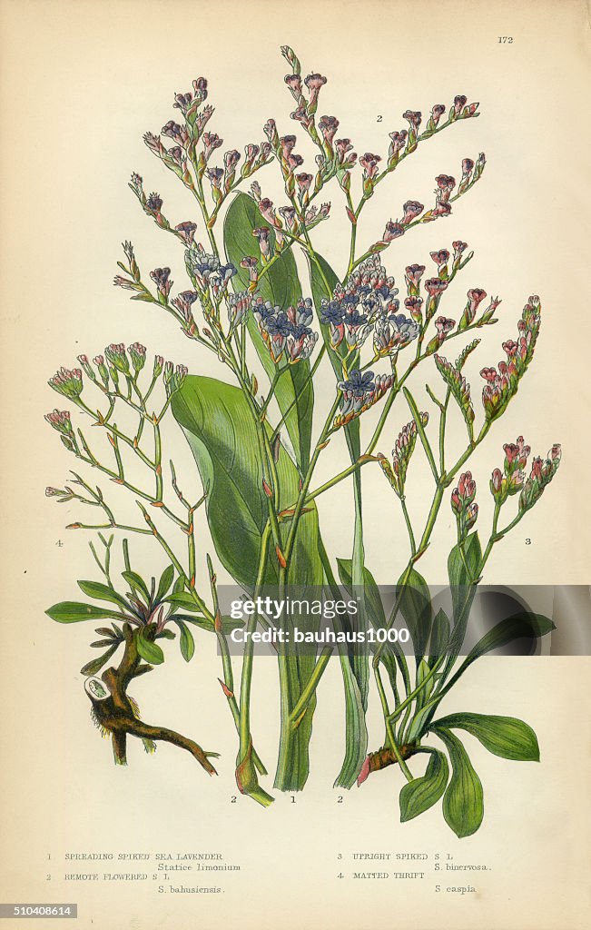 Lavender, Sea Lavender, Lavandula, Mint, Victorian Botanical Illustration