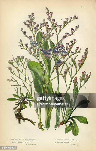 lavender, sea lavender, lavandula, mint, victorian botanical illustration - statice stock illustrations