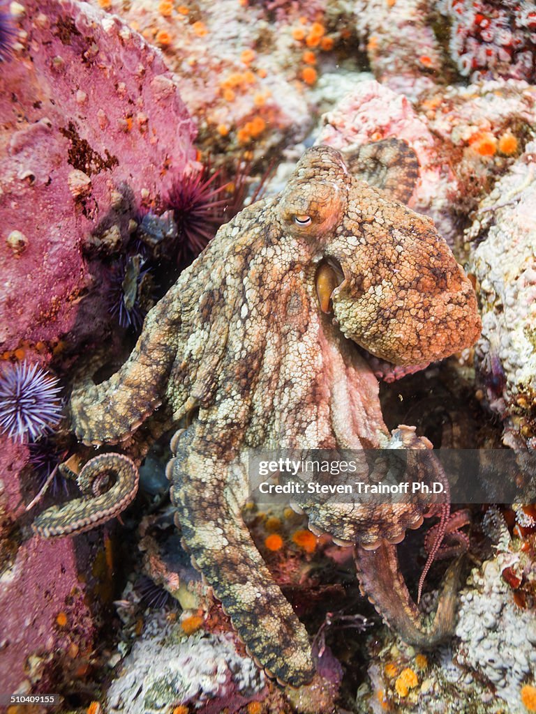 Octopus on the reef