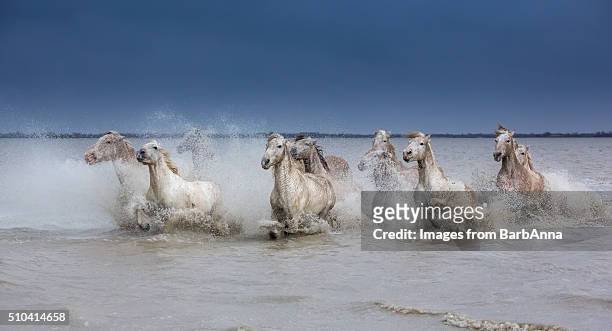 group of white camargue horses running powerfully through water, camargue region, france - chevaux sauvages photos et images de collection