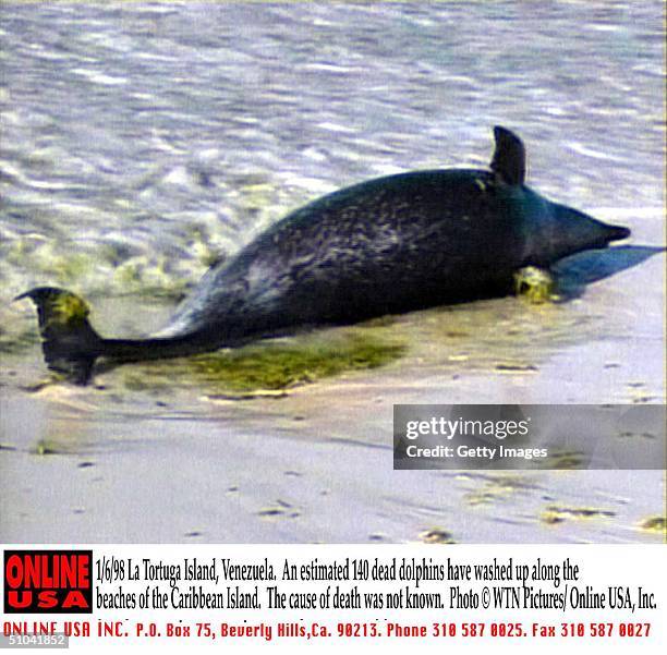 No Syndication In France Or Germany Date Shot: 6/1 Location : La Tortuga Island, Venezuela Pic Shows Death Dolphins Script: An Estimated 140 Dead...