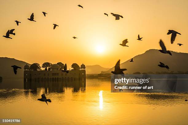 morning fly at jal mahal - udaipur palace stock-fotos und bilder