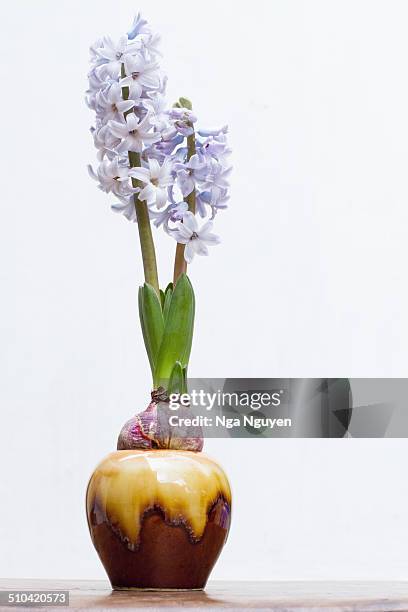 hyacinth flower - hyacinth stock pictures, royalty-free photos & images