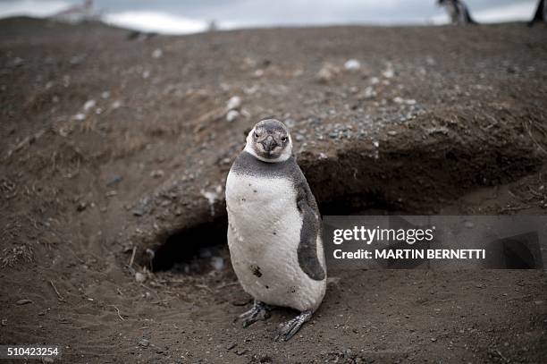 Magellanic penguin is seen in Magdalena Island, located in the Strait of Magellan near Chile's southern tip, where tens of thousands of penguins come...