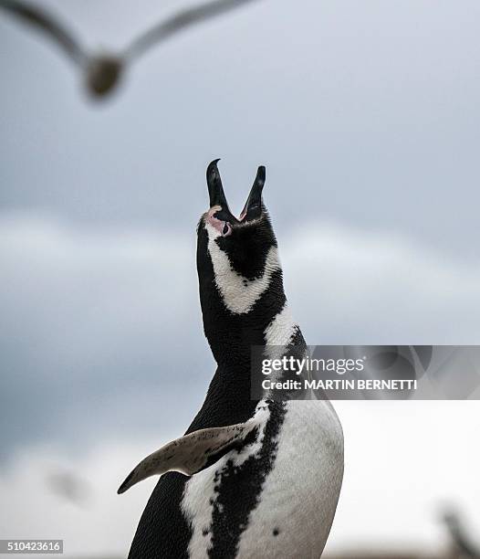 Magellanic penguin is seen in Magdalena Island, located in the Strait of Magellan near Chile's southern tip, where tens of thousands of penguins come...