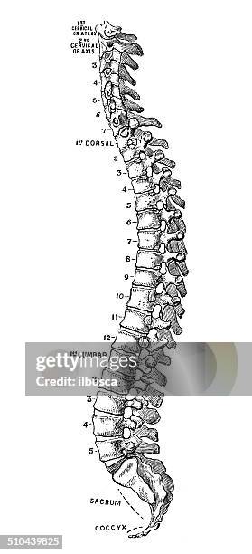 stockillustraties, clipart, cartoons en iconen met antique medical scientific illustration high-resolution: spinal column - ruggengraat lichaamsdeel