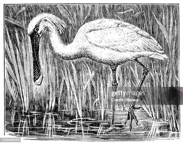 antique illustration of spoonbill (platalea leucorodia) - spoonbill illustration stock illustrations