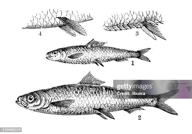 antique illustration of sprat and herring - sprat fish stock illustrations