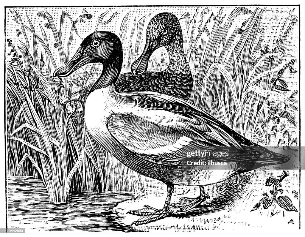 Antique illustration of northern shoveler (Anas clypeata)