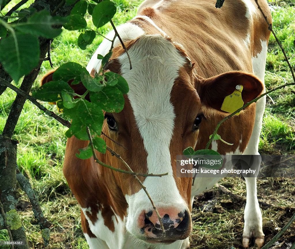 Holstein cattle