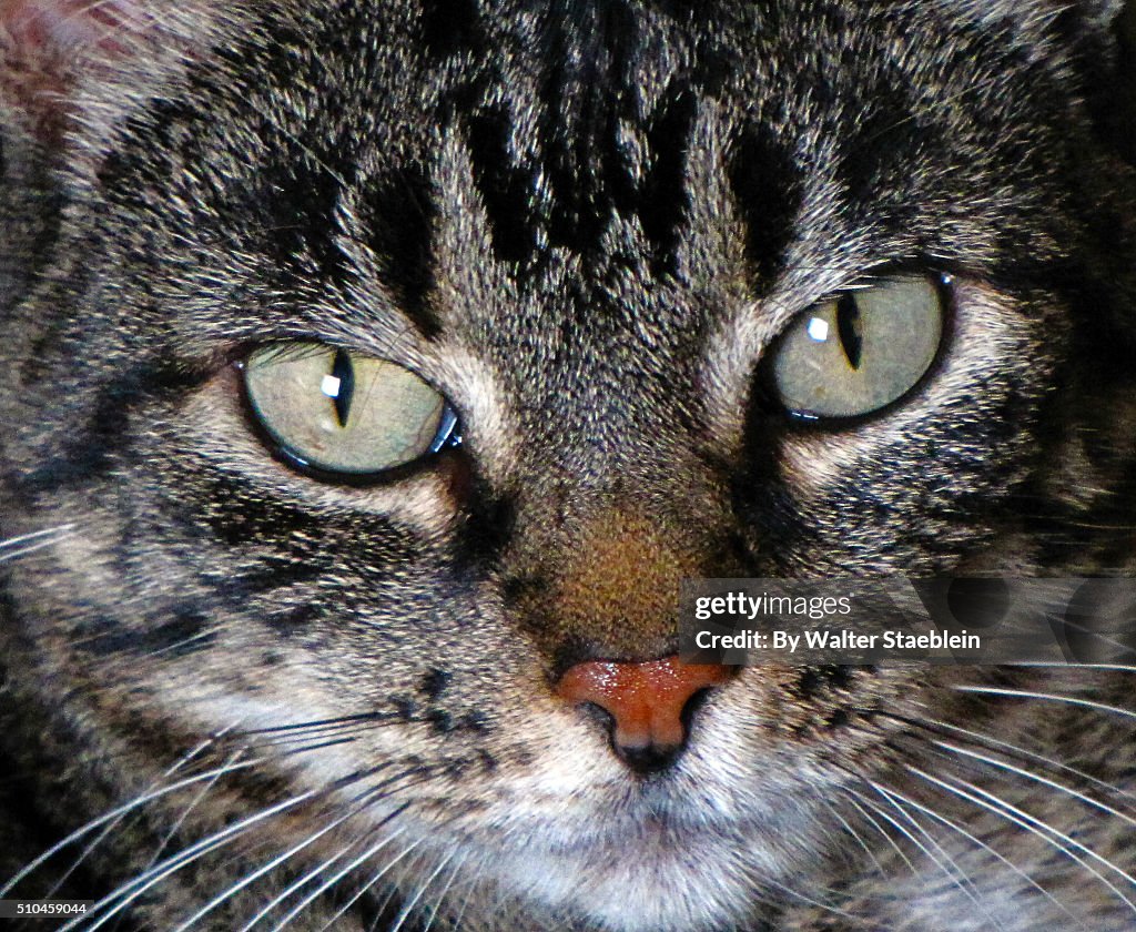 Cat Closeup