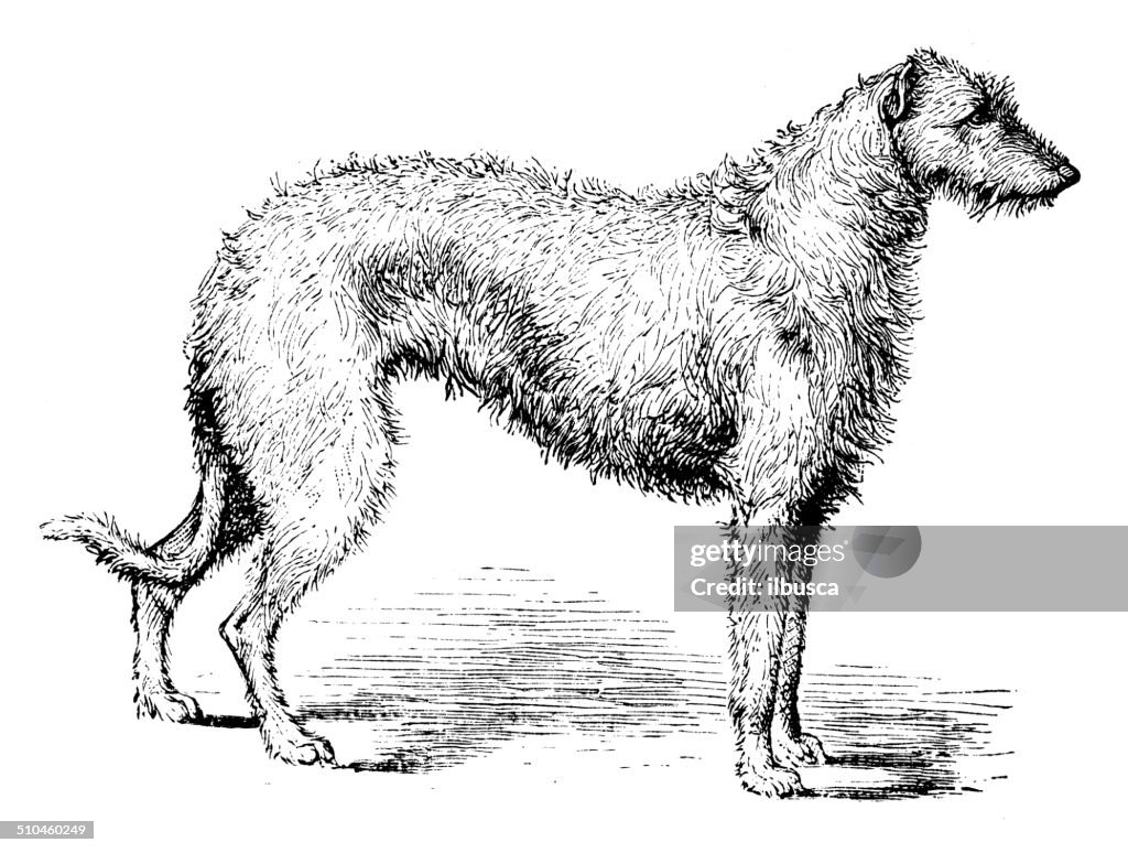 Antique illustration of deerhound 'Rossie Ralph'