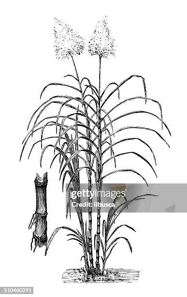 antique illustration of saccharum officinarum (sugarcane) - sugar cane stock illustrations