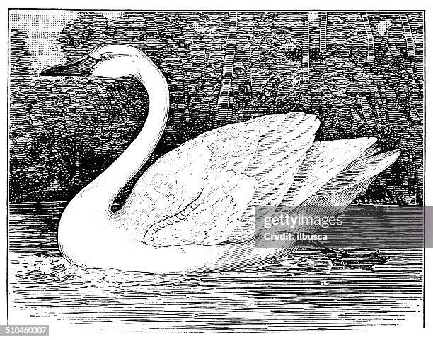 antique illustration of tundra swan (cygnus columbianus) - cygnus columbianus stock illustrations