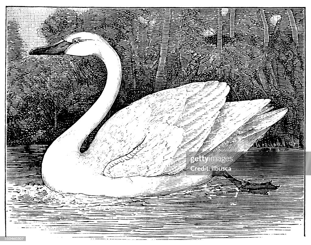 Antique illustration of tundra swan (Cygnus columbianus)