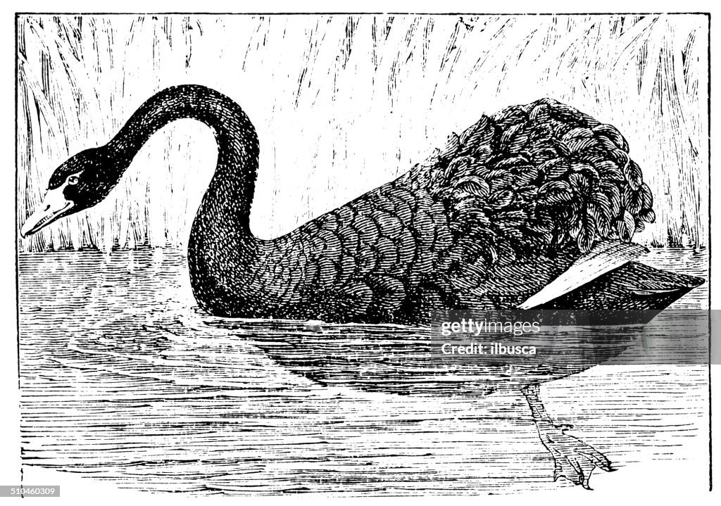 Antique illustration of black swan (Cygnus atratus)