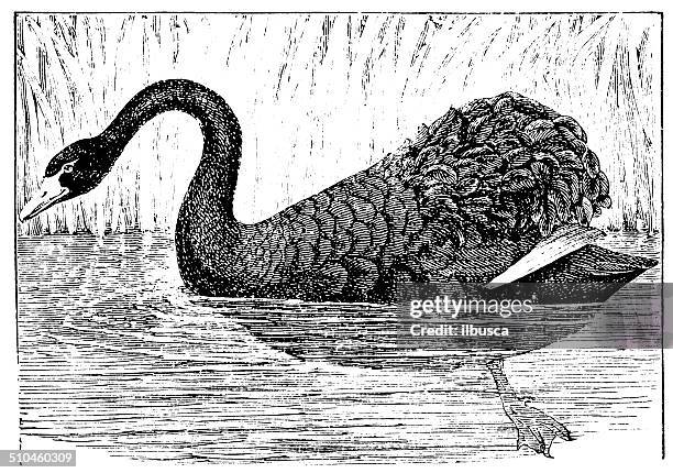 antique illustration of black swan (cygnus atratus) - black swans stock illustrations