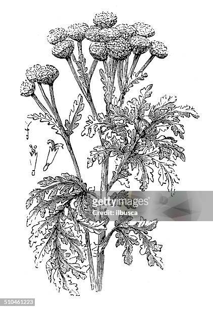 antique illustration of tansy (tanacetum vulgare) - tansy stock illustrations