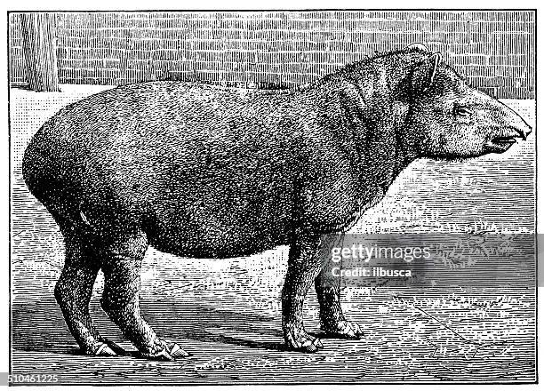 bildbanksillustrationer, clip art samt tecknat material och ikoner med antique illustration of south american tapir (tapirus terrestris) - tapir