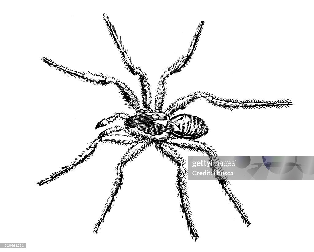 Antique illustration of Lycosa tarantula