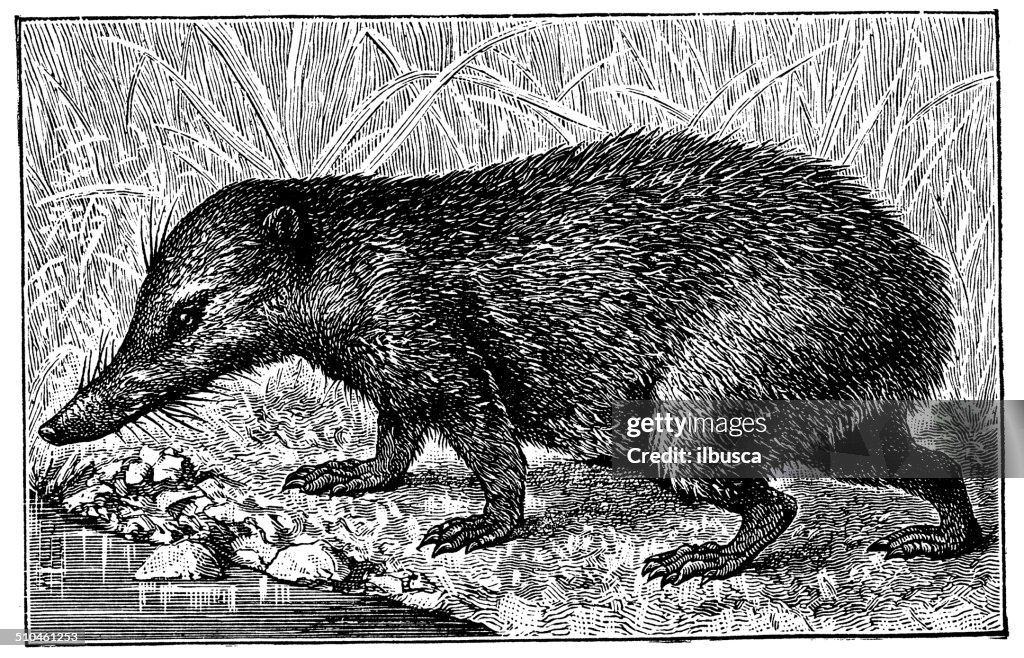 Antique illustration of tailless tenrec (Tenrec ecaudatus)