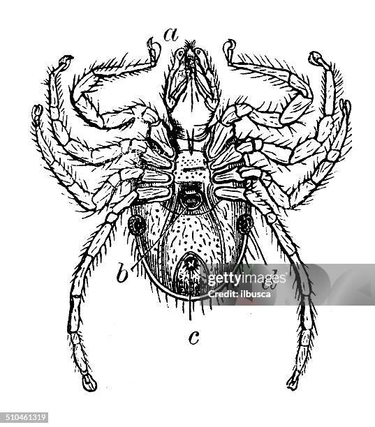illustrations, cliparts, dessins animés et icônes de ancienne illustration de ixodes ricinus (cocher) haricot castor - tique à pattes noires