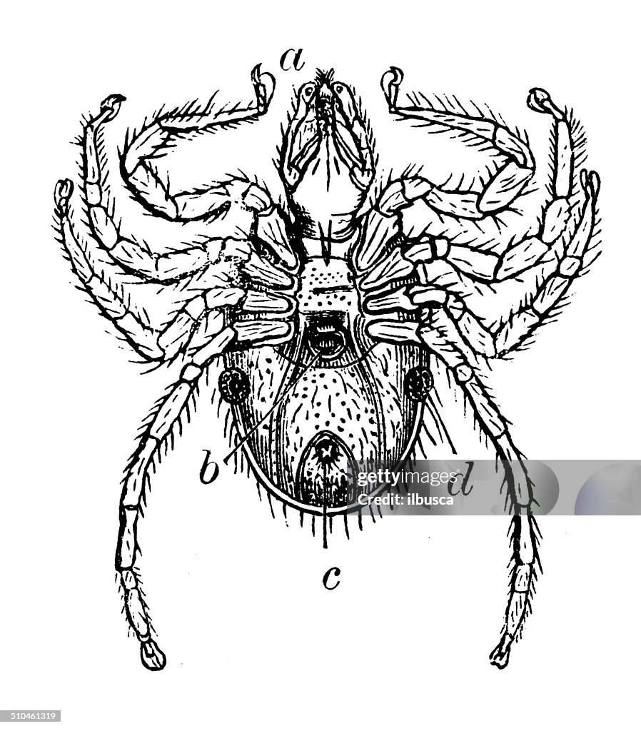 Antique illustration of Ixodes ricinus (castor bean tick)