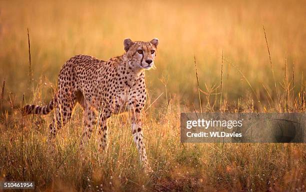 stalking cheetah - cheetah hunt stock pictures, royalty-free photos & images