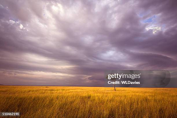 africa landscape - acacia trees in the maasai mara national reserve kenya stock pictures, royalty-free photos & images