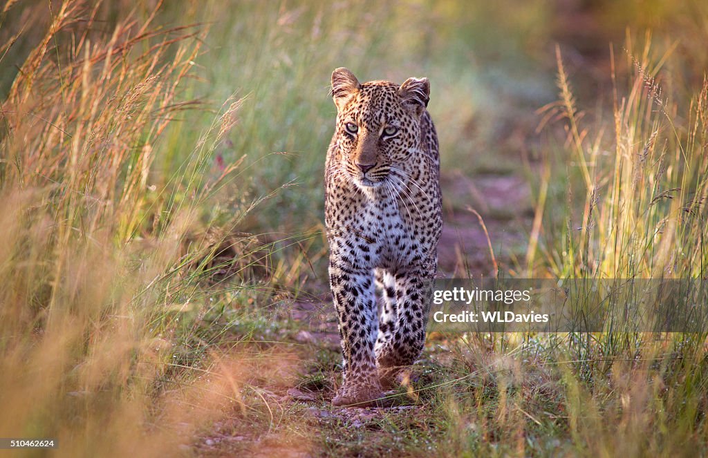 Approaching leopard