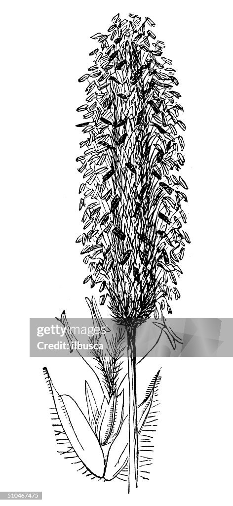 Antique illustration of Timothy-grass (Phleum pratense)