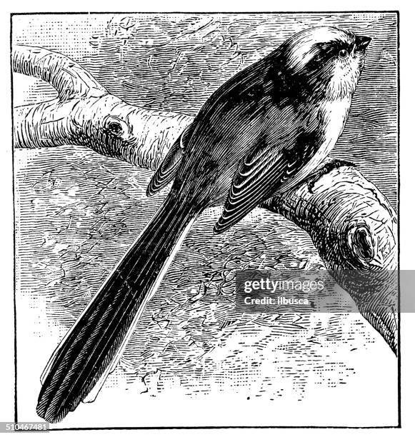17点のエナガイラスト素材 Getty Images 17点のエナガイラスト素材 Getty Images