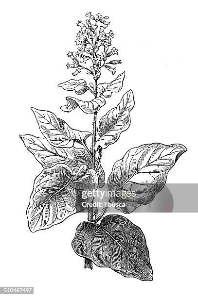 antikes illustration nicotiana rustica (syrische tabak) - tobacco crop stock-grafiken, -clipart, -cartoons und -symbole