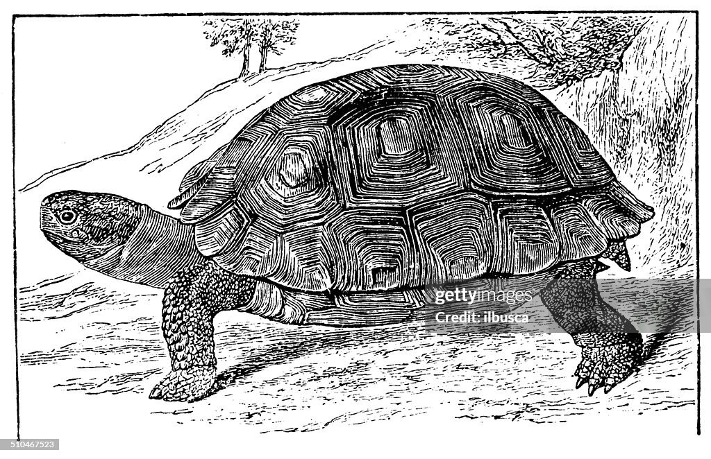 Antique illustration of Galápagos giant tortoise (Chelonoidis nigra)
