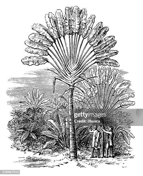 antique illustration of ravenala madagascariensis (traveller's tree) - ravenala madagascariensis stock illustrations