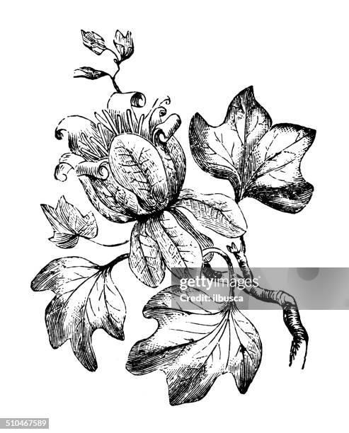 stockillustraties, clipart, cartoons en iconen met antique illustration of liriodendron tulipifera (tulip tree) - tulpenboom