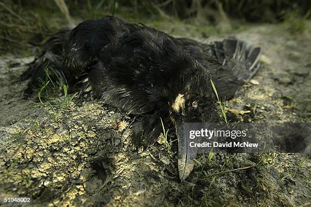 An American crow lies dead, an increasingly common site, near still pools of water where West Nile Virus-infected mosquitoes might be breeding along...