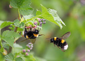 two bumblebee in the flower