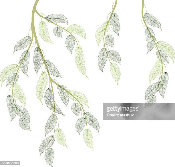 spring branches - plant part stock illustrations