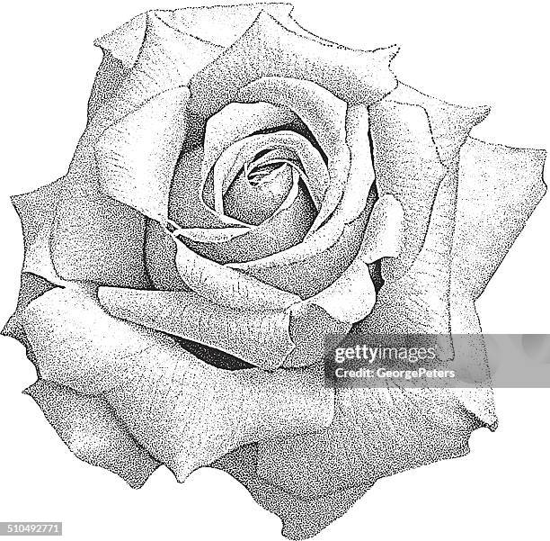 stockillustraties, clipart, cartoons en iconen met rose isolated on white - enkele roos