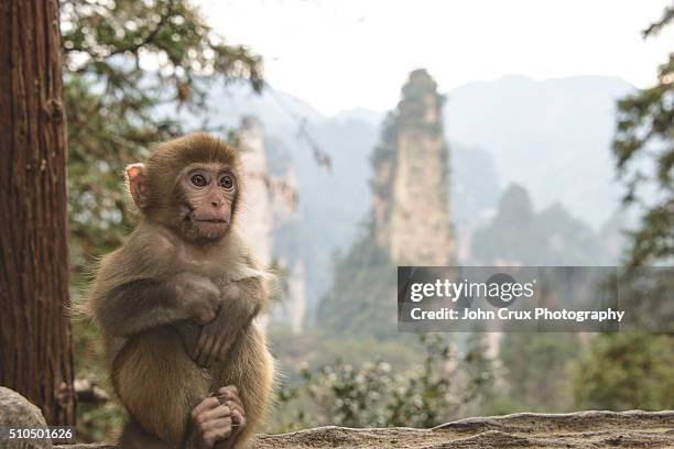 zhangjiajie baby monkey - baby monkey stock pictures, royalty-free photos & images