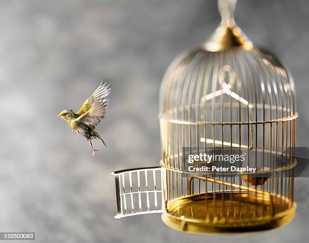 bird escapes from bird cage - birdcage stockfoto's en -beelden