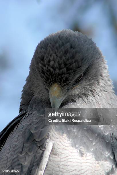 black chested buzzard eagle - iñaki respaldiza stock-fotos und bilder