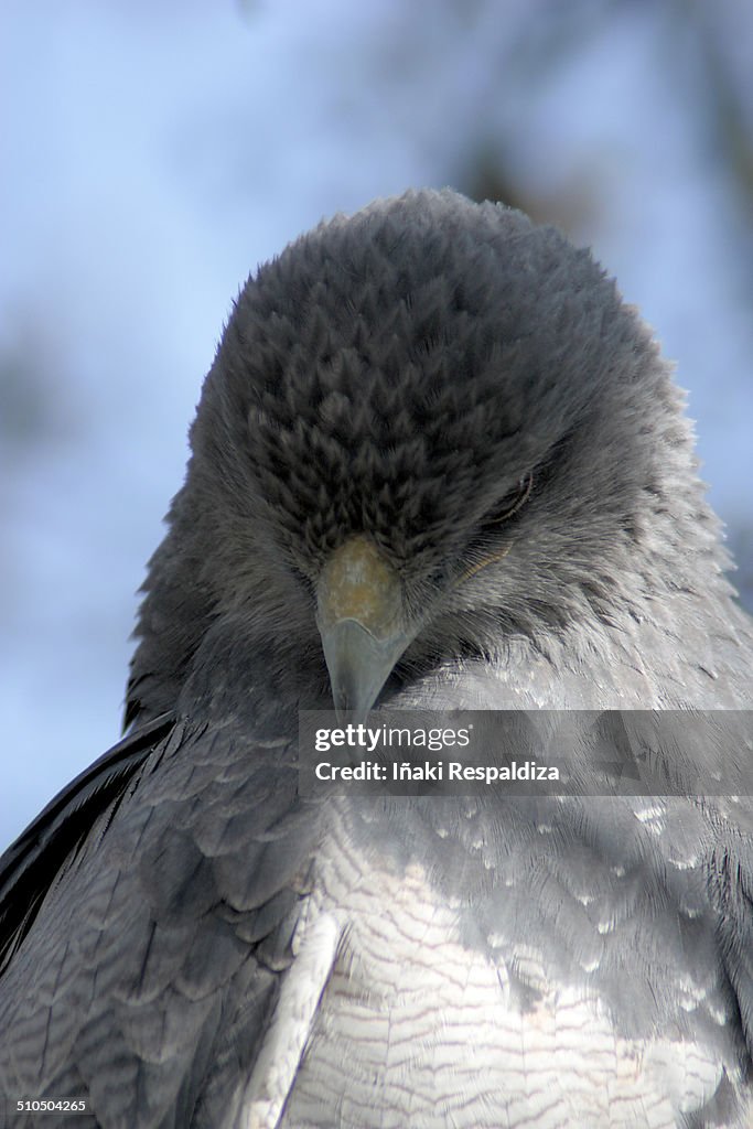 Black chested buzzard eagle