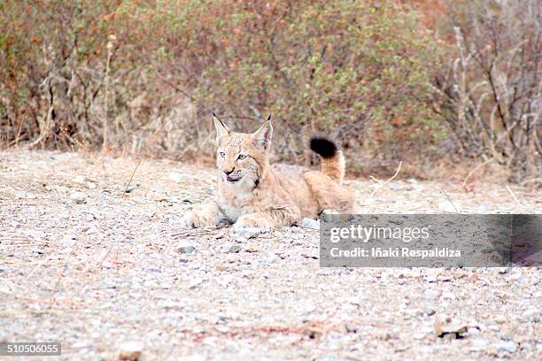 lynx - iñaki respaldiza imagens e fotografias de stock