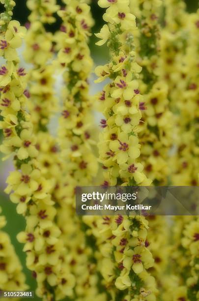 verbascum 'christos yellow lightning' - douglas monkey flower stock pictures, royalty-free photos & images