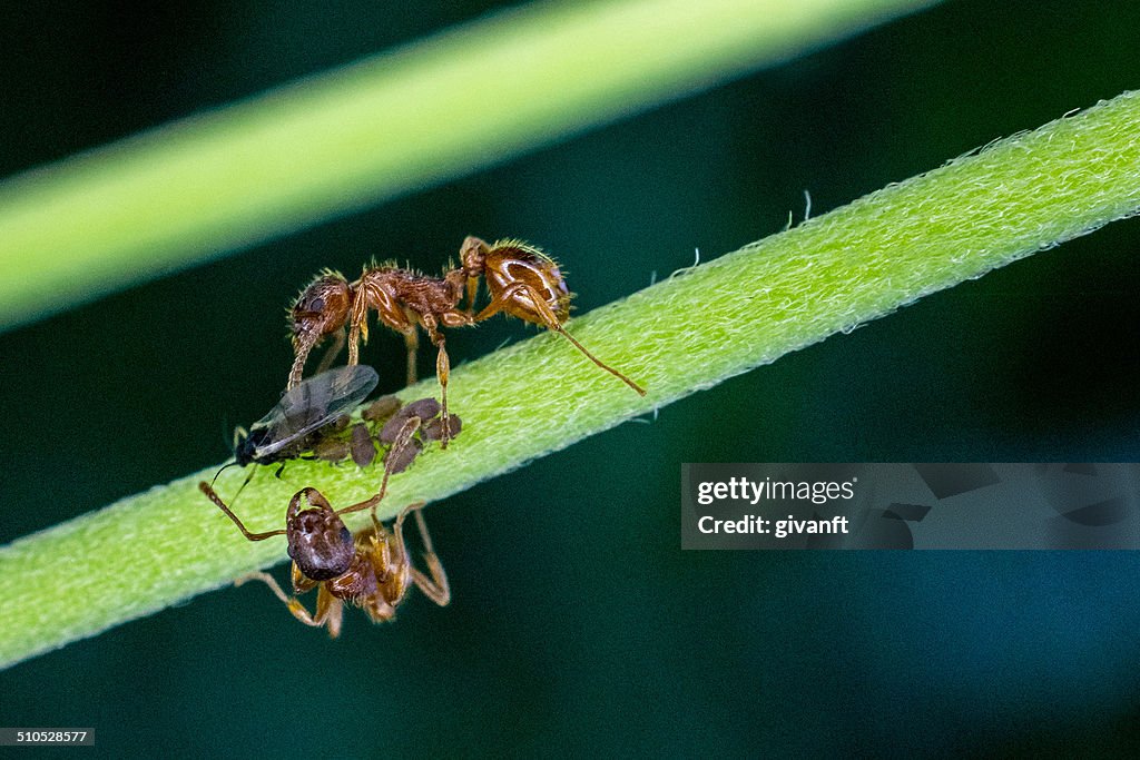 Ants with their aphids