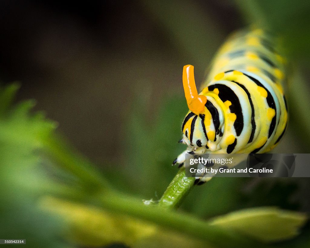 Eastern Black Swallowtail Butterfly Caterpillar